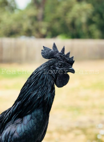 GFF Line Ayam Cemani Chick (Unsexed)