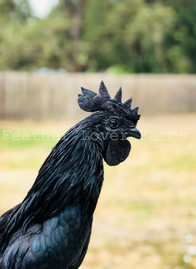 GFF Line Ayam Cemani Juvenile Chickens (6-12 Weeks Old)