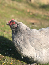 Feather Lover Farms Lavender Olive Egger Chicken Hen