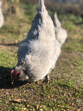 Feather Lover Farms Lavender Olive Egger Chicken