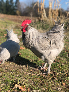 Feather Lover Farms Lavender Olive Egger Rooster