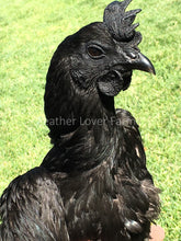 Ayam Cemani Pullet Feather Lover Farms 