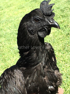 Ayam Cemani Pullet Feather Lover Farms 