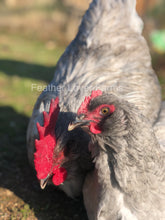 Feather Lover Farms Lavender F2 Olive Egger Rooster & Hen