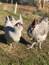 Feather Lover Farms Lavender Olive Egger Rooster & Hen