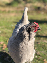 Feather Lover Farms Lavender Olive Egger Hen