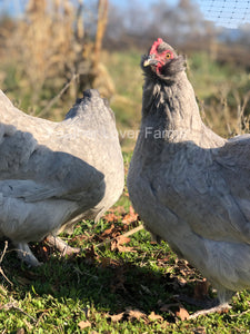 Feather Lover Farms Lavender F3 Olive Egger Rooster & Hen
