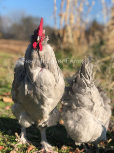 Feather Lover Farms Lavender Olive Egger Chicken