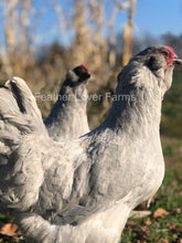 Feather Lover Farms Lavender Olive Egger chickens
