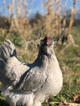 Feather Lover Farms Lavender Olive Egger Hen