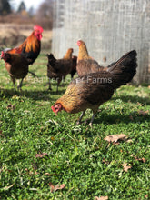 Feather Lover Farms Ayam Ketawa Laughing Chicken Hen 