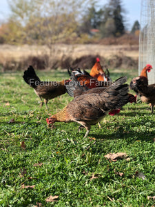 Feather Lover Farms Ayam Ketawa Laughing Chicken Rooster & Hens