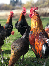 Feather Lover Farms Ayam Ketawa Laughing Chicken Roosters