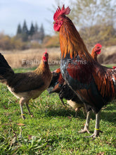 Feather Lover Farms Ayam Ketawa Laughing Chicken Rooster & Hen 