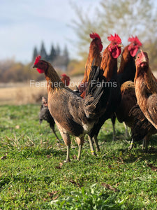 Feather Lover Farms Ayam Ketawa Laughing Chicken Roosters & Hen 