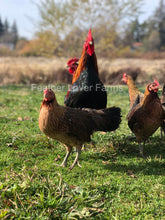 Feather Lover Farms Ayam Ketawa Laughing Chickens 