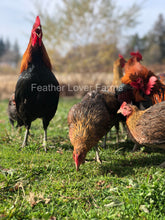 Feather Lover Farms Ayam Ketawa Laughing Chickens Rooster & Hen 