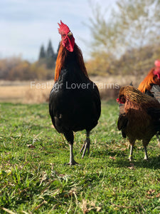 Feather Lover Farms Ayam Ketawa Laughing Chicken Rooster