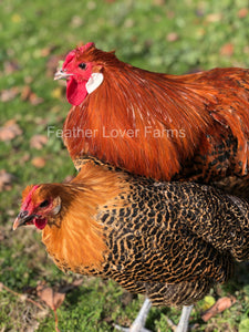 Death Layer Chicken Rooster & Hen Feather Lover Farms 