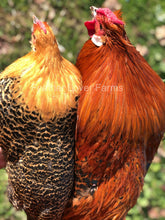 Death Layer Chickens Rooster & Hen Feather Lover Farms 
