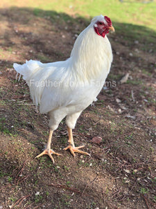 Schijndelaar Chicken Rooster Feather Lover Farms 