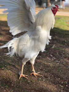 Schijndelaar Rooster Feather Lover Farms 