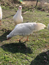 Schijndelaar Chicken Hen Feather Lover Farms 
