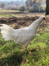 Schijndelaar Chicken Hen Feather Lover Farms 