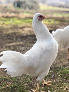 Schijndelaar Hen Feather Lover Farms 