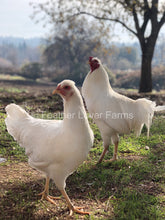 Schijndelaar Rooster & Hen Feather Lover Farms 