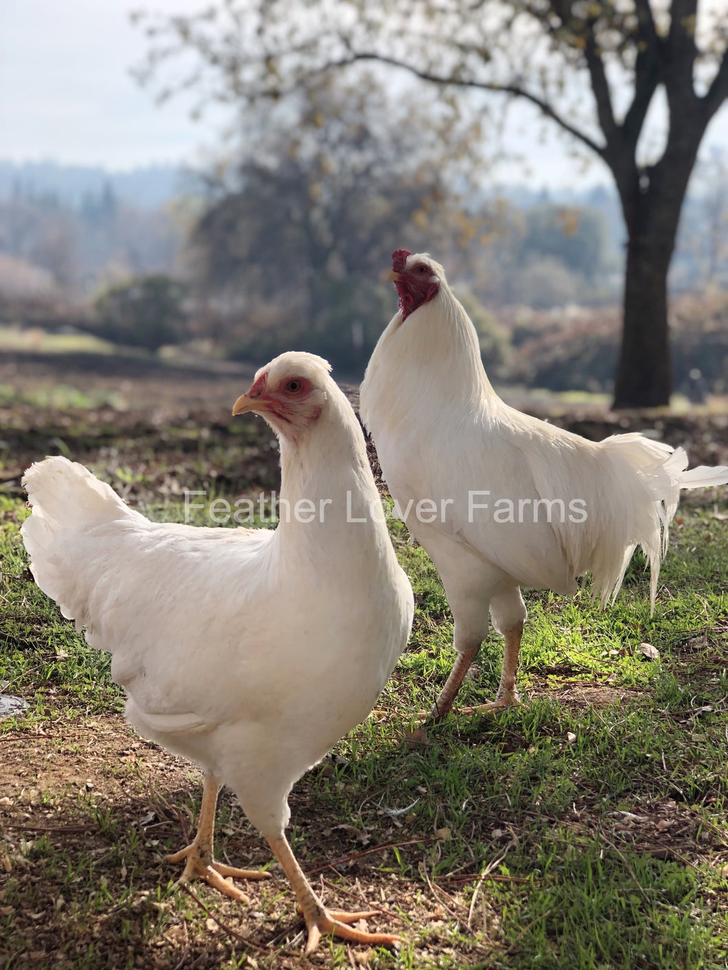 Schijndelaar Rooster & Hen Feather Lover Farms 