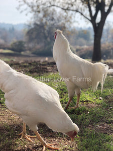 Schijndelaar Chicken Rooster & Hen Feather Lover Farms 