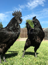Feather Lover Farms Ayam Cemani