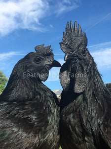 Ayam Cemani Pair Feather Lover Farms 