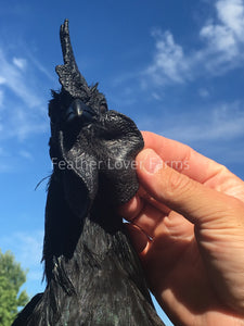 Feather Lover Farms All Black Chickens