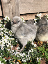 Feather Lover Farms Olive Egger Chicks 