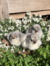 Lavender Olive Egger Chicks