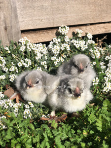 Lavender Olive Egger Chicks