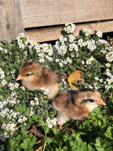 Feather Lover Farms Laughing Chicken Chicks
