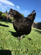 Greenfire Farms Ayam Cemani Hen For Sale