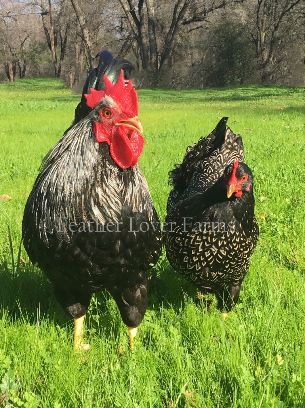 Double Laced Silver Barnevelder Rooster & Hen 
