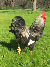 Double Laced Silver Barnevelder Rooster