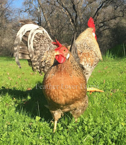 Cream Legbar Rooster & Hen