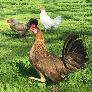 Onagadori Phoenix Long Tail Hens Feather Lover Farms
