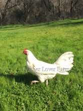 Onagadori Phoenix Long Tail Hen Feather Lover Farms
