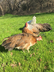 Onagadori Phoenix Long Tail Chickens Feather Lover Farms