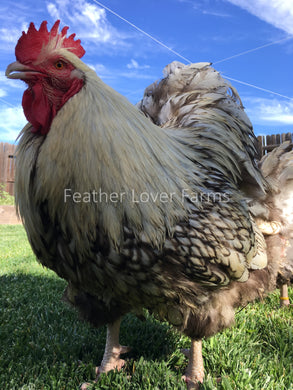 Silver Laced English Orpington Rooster For Sale