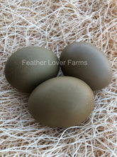 Lavender Olive Egger Eggs From Feather Lover Farms