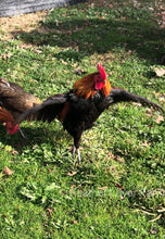 Laughing Chicken Rooster At Feather Lover Farms