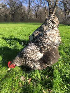 Silver Laced English Orpington hen